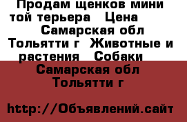 Продам щенков мини той терьера › Цена ­ 6 000 - Самарская обл., Тольятти г. Животные и растения » Собаки   . Самарская обл.,Тольятти г.